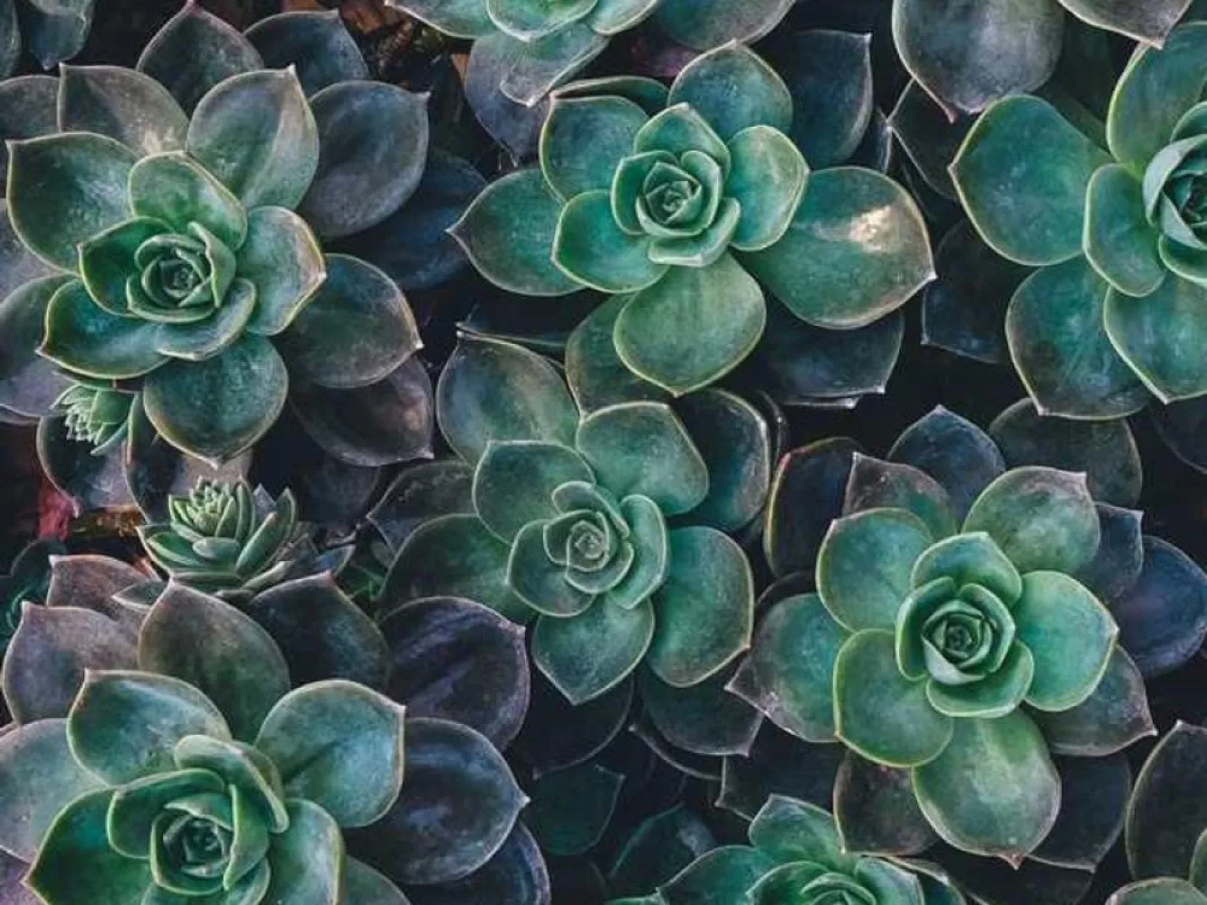 Verkoop individueel product